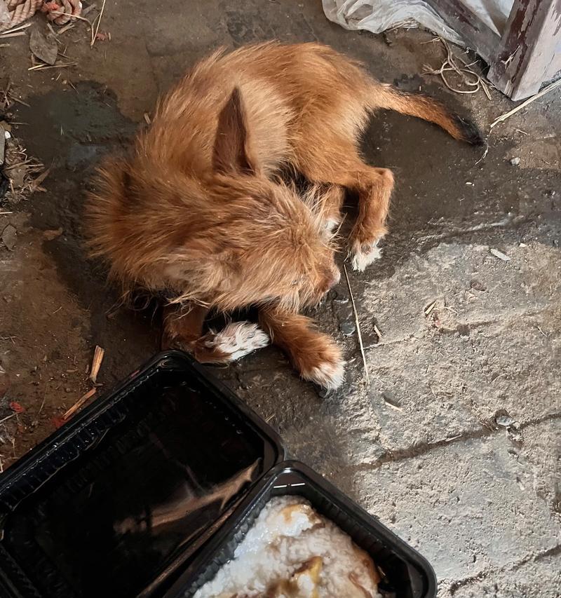 小狗误食瓜子壳，主人需及时处理（教你如何避免狗狗误食瓜子壳）