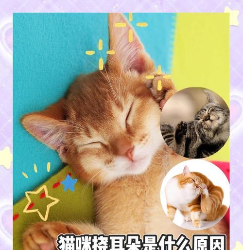 猫咪抓痒摇头,你知道其中的秘密吗(以宠物为主的抓痒习惯) 猫咪抓痒摇头,你知道其中的秘密吗(以宠物为主的抓痒习惯)