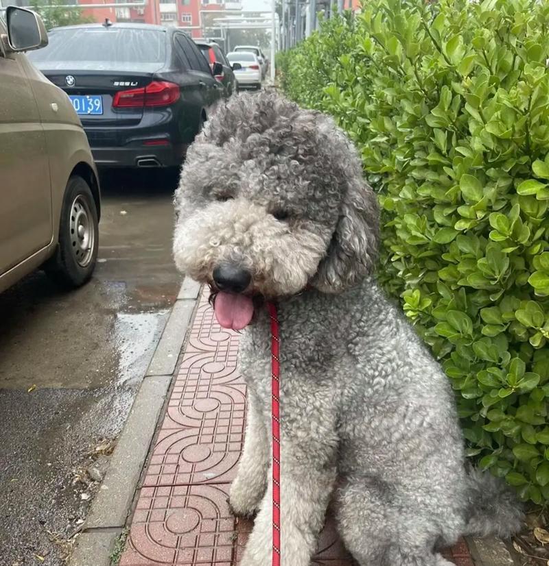 巨贵成犬——从体重看宠物养护（探讨巨型犬的养护与健康）