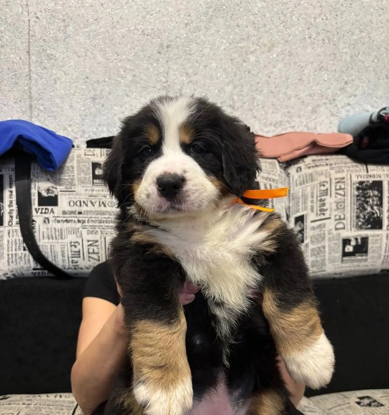 如何有效治疗以伯恩山犬的皮肤病（探究以伯恩山犬皮肤病的成因与治疗方法）