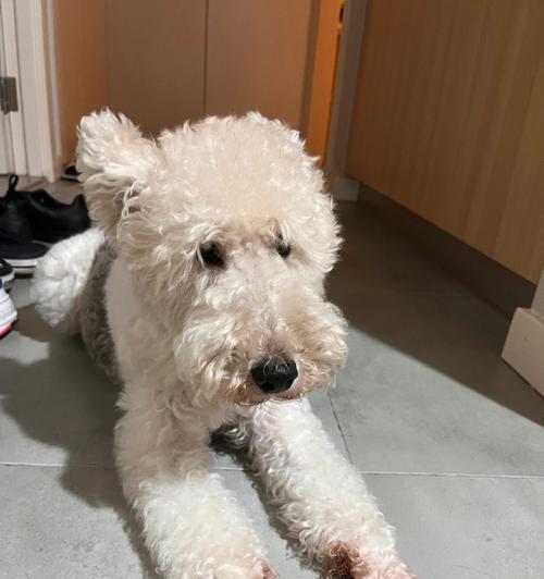 刚毛猎狐犬白色,善良可爱的宠物(了解刚毛猎狐犬白色的优点和养护技巧) 刚毛猎狐犬白色,善良可爱的宠物(了解刚毛猎狐犬白色的优点和养护技巧)
