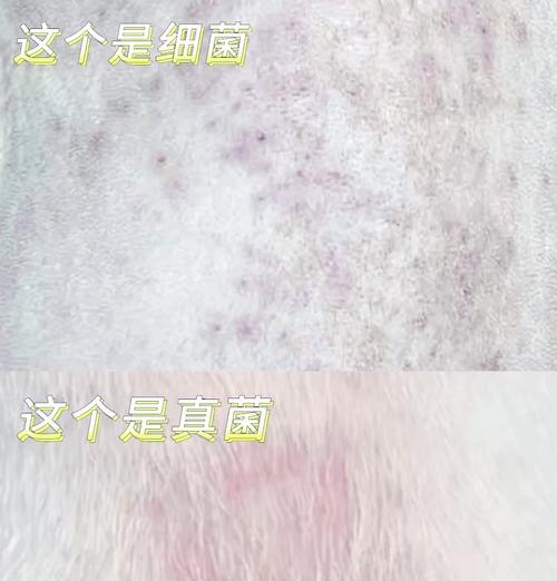 如何有效清除斗牛犬身上的皮屑（宠物护理专家分享多种清除方法）