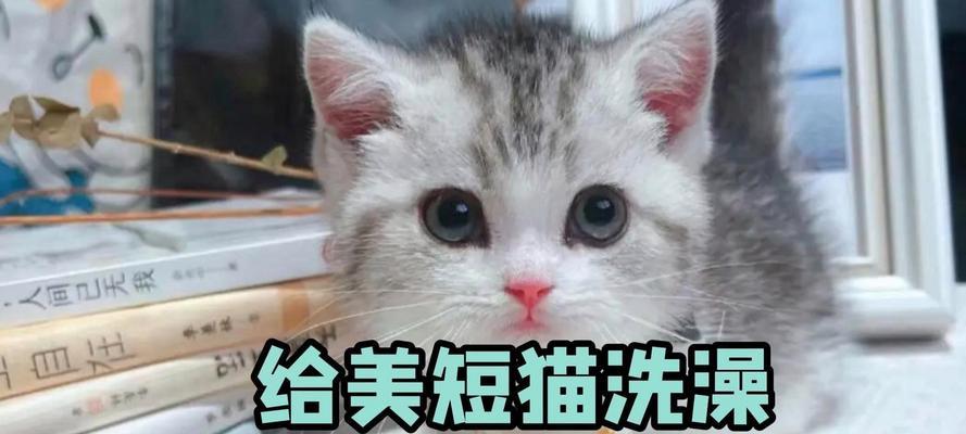 如何从小培养猫咪洗澡技巧（宠物保洁技巧）