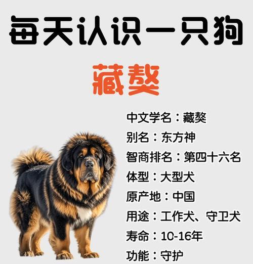 德国牧羊犬与藏獒对战真相（宠物界谁更强）