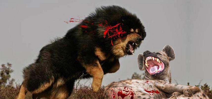 德国牧羊犬与藏獒对战真相（宠物界谁更强）