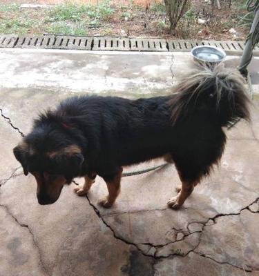 德国牧羊犬与藏獒对战真相（宠物界谁更强）