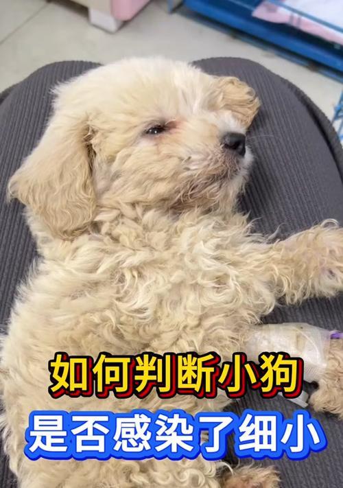用狗狗的力量战胜细小（一只忠诚的伙伴）