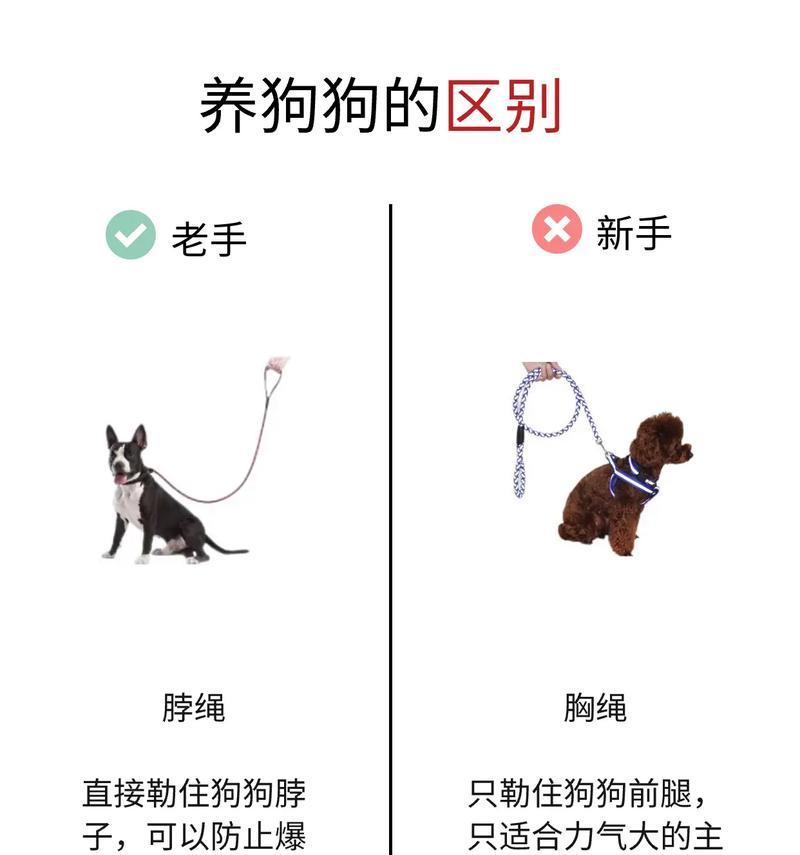 如何科学养护3个月大的小狗（从喂养到训练）