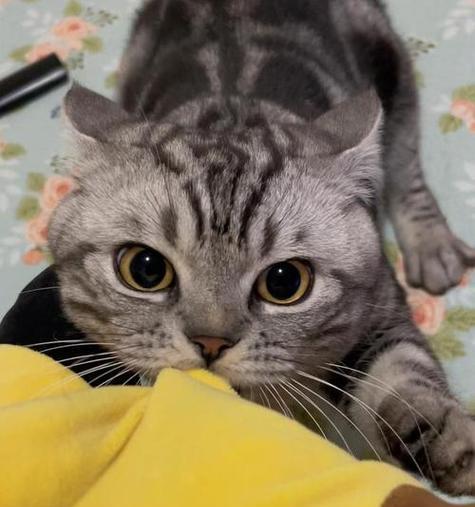 养虎斑猫的注意事项(让你的虎斑猫健康快乐生活的技巧和建议) 养虎斑猫的注意事项(让你的虎斑猫健康快乐生活的技巧和建议)