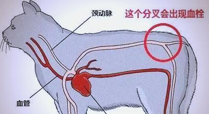 猫咪心脏病的症状与治疗(轻微心脏病如何影响猫咪) 猫咪心脏病的症状与治疗(轻微心脏病如何影响猫咪)