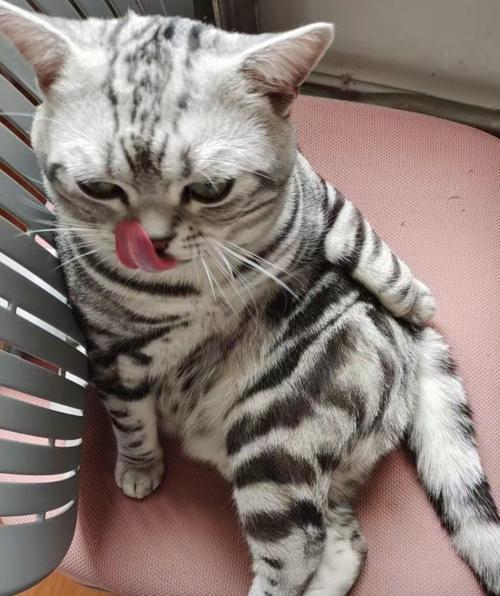 猫咪心脏病的症状与治疗(轻微心脏病如何影响猫咪) 猫咪心脏病的症状与治疗(轻微心脏病如何影响猫咪)