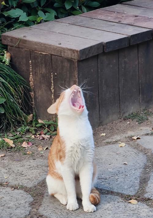 小奶猫恶龙咆哮之宠物世界的惊险历险（拥有宠物）
