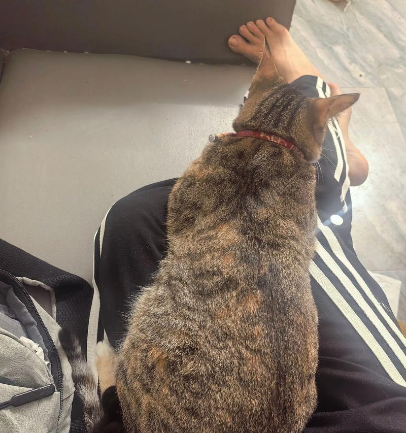 为什么家里的猫不让抱（探究宠物猫不喜欢被抱的原因和解决方法）