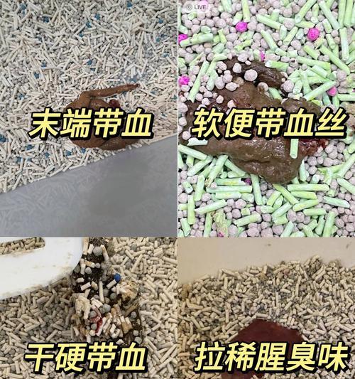 猫咪尿血，不容忽视的健康问题（如何预防和治疗猫咪尿血）
