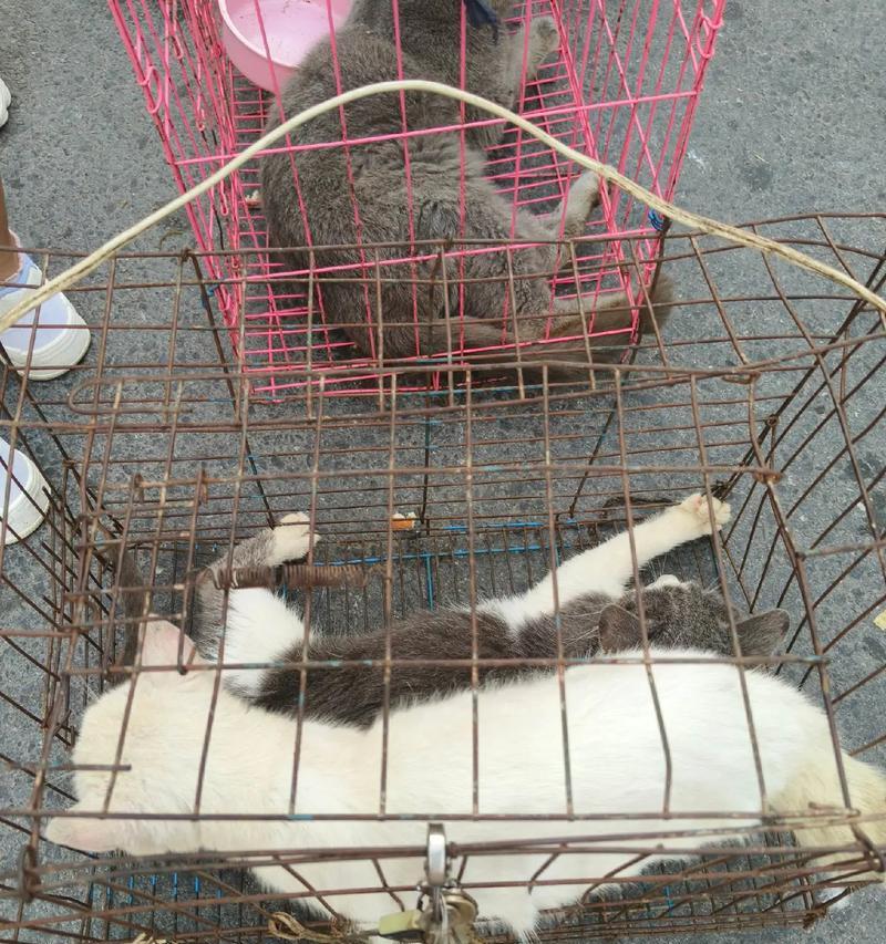 当宠物猫咪过世时,该如何处理(让我们来了解一下如何处理你心爱猫咪的去世事宜) 当宠物猫咪过世时,该如何处理(让我们来了解一下如何处理你心爱猫咪的去世事宜)