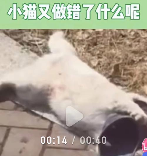 当宠物猫咪过世时,该如何处理(让我们来了解一下如何处理你心爱猫咪的去世事宜) 当宠物猫咪过世时,该如何处理(让我们来了解一下如何处理你心爱猫咪的去世事宜)