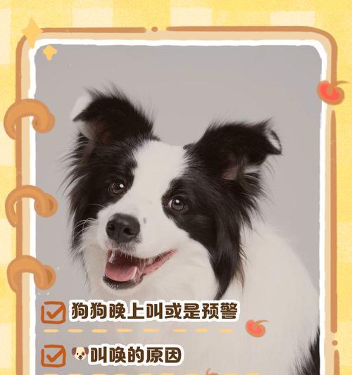 狗晚上乱叫的原因及解决方法(宠物行为管理中的难点与应对策略) 狗晚上乱叫的原因及解决方法(宠物行为管理中的难点与应对策略)