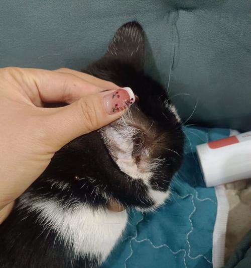 猫咪耳朵痒老是抓破,应该如何处理(从宠物爱护) 猫咪耳朵痒老是抓破,应该如何处理(从宠物爱护)
