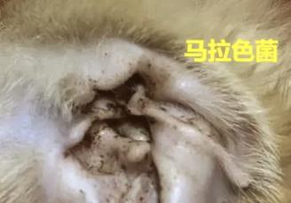 猫咪耳朵痒老是抓破,应该如何处理(从宠物爱护) 猫咪耳朵痒老是抓破,应该如何处理(从宠物爱护)
