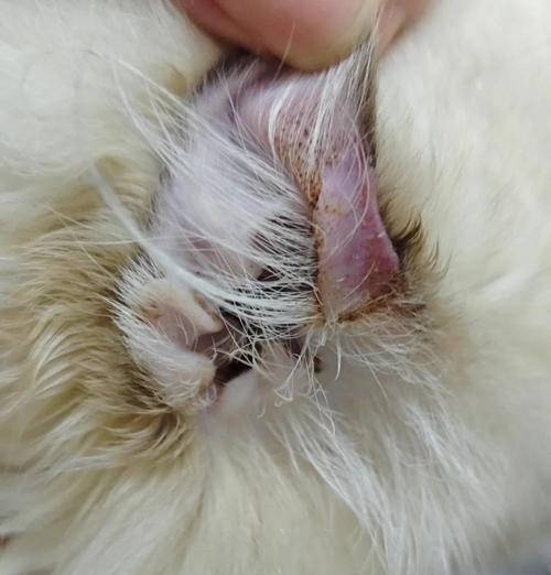 猫咪耳朵痒老是抓破,应该如何处理(从宠物爱护) 猫咪耳朵痒老是抓破,应该如何处理(从宠物爱护)