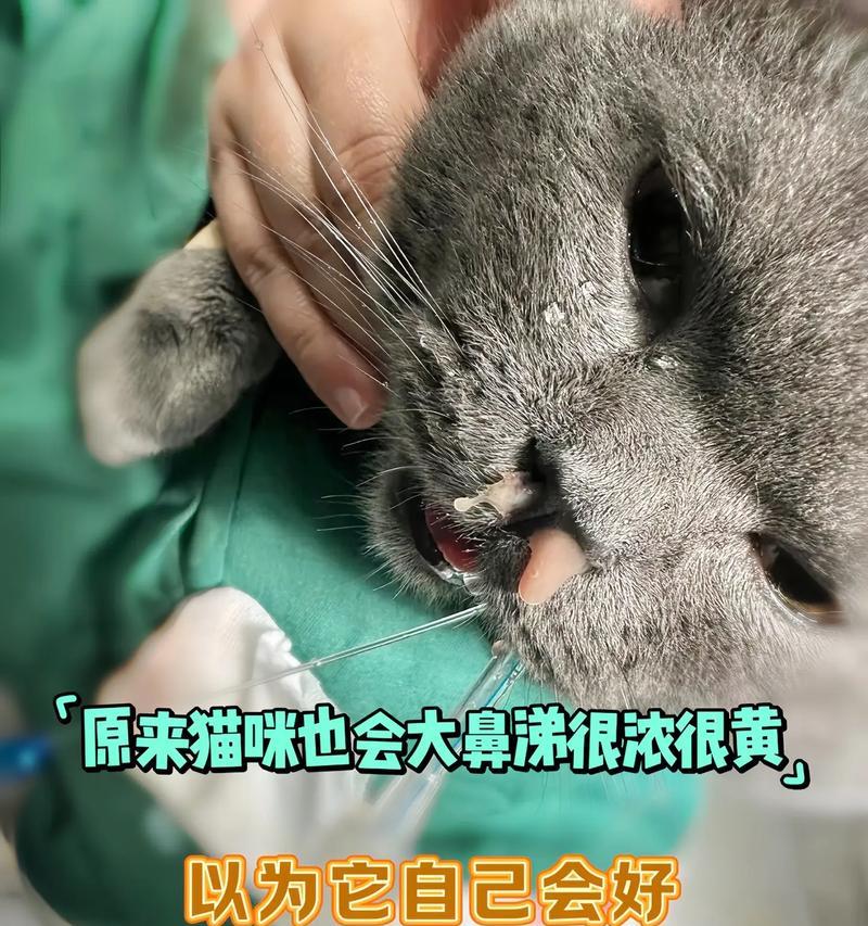 猫咪流鼻涕,该如何应对(解决宠物流鼻涕问题的实用方法) 猫咪流鼻涕,该如何应对(解决宠物流鼻涕问题的实用方法)