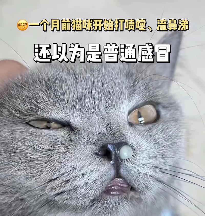 猫咪流鼻涕,该如何应对(解决宠物流鼻涕问题的实用方法) 猫咪流鼻涕,该如何应对(解决宠物流鼻涕问题的实用方法)
