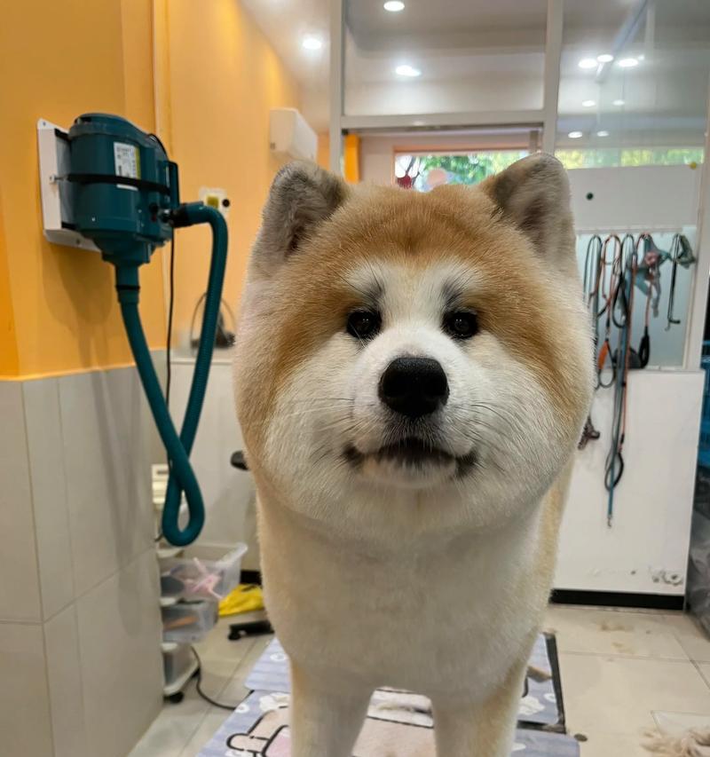 秋田犬——一种优秀的宠物犬种(了解秋田犬的特点) 秋田犬——一种优秀的宠物犬种(了解秋田犬的特点)