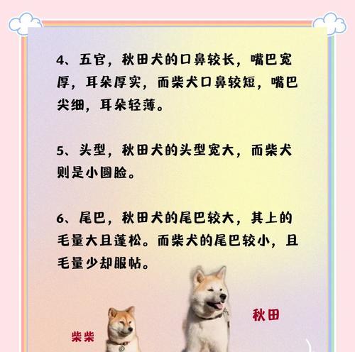 秋田犬——一种优秀的宠物犬种（了解秋田犬的特点）