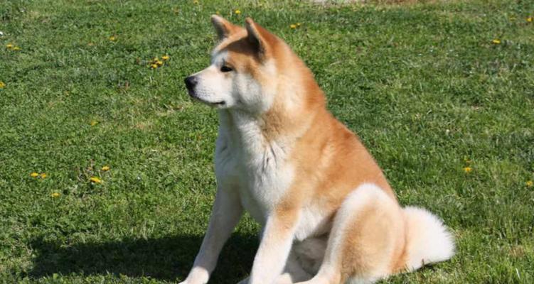 秋田犬——一种优秀的宠物犬种(了解秋田犬的特点) 秋田犬——一种优秀的宠物犬种(了解秋田犬的特点)