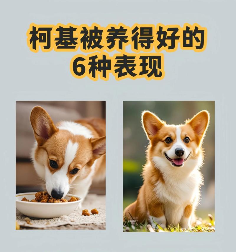 萌宠狗狗为何寿命最短(探究狗狗寿命短的原因及如何延长狗狗寿命) 萌宠狗狗为何寿命最短(探究狗狗寿命短的原因及如何延长狗狗寿命)
