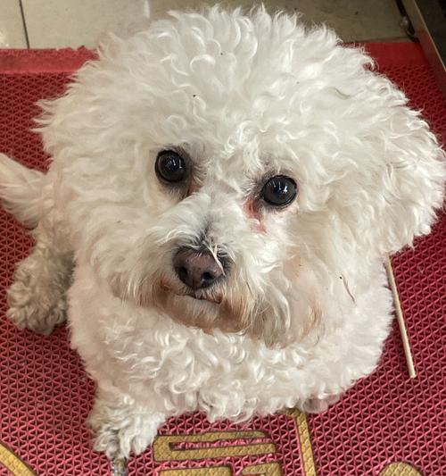 萌宠狗狗为何寿命最短(探究狗狗寿命短的原因及如何延长狗狗寿命) 萌宠狗狗为何寿命最短(探究狗狗寿命短的原因及如何延长狗狗寿命)