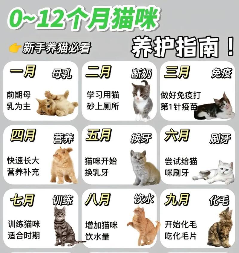 如何准确判断小猫的年龄(从生理特征) 如何准确判断小猫的年龄(从生理特征)