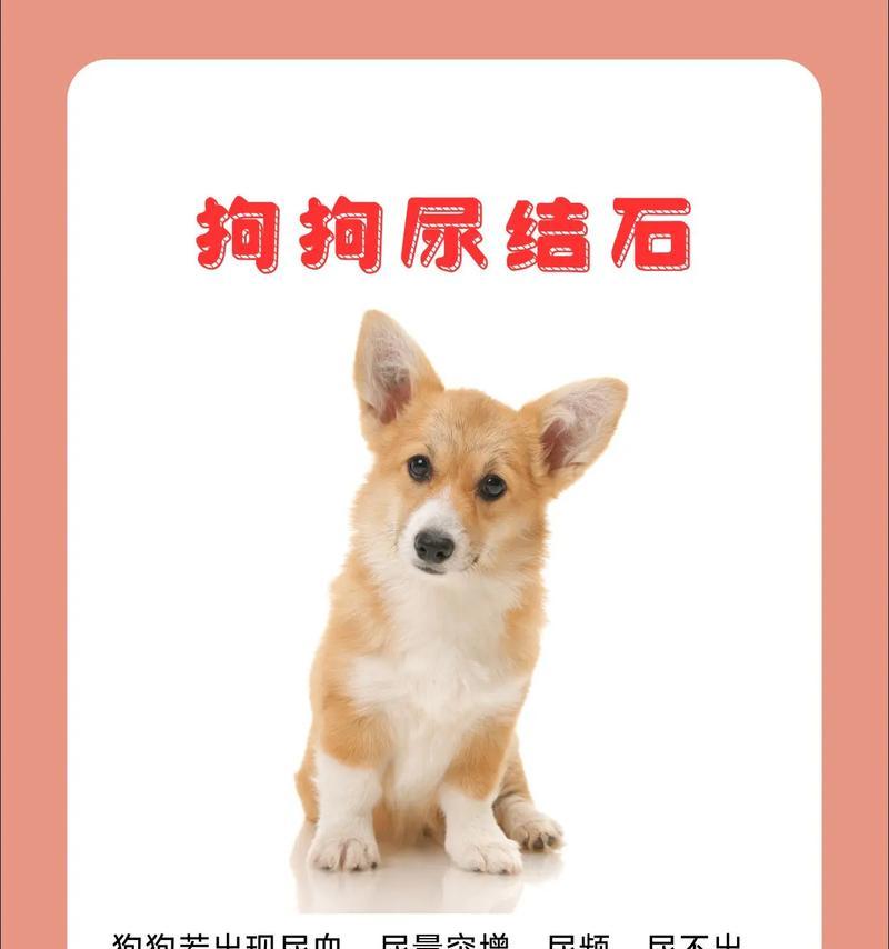 宠物狗狗为什么会尿尿没有知觉(探究狗狗尿尿无知觉的原因及解决方法) 宠物狗狗为什么会尿尿没有知觉(探究狗狗尿尿无知觉的原因及解决方法)