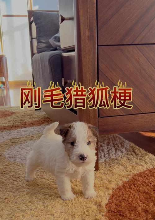 四川CKU犬舍（以爱为名）