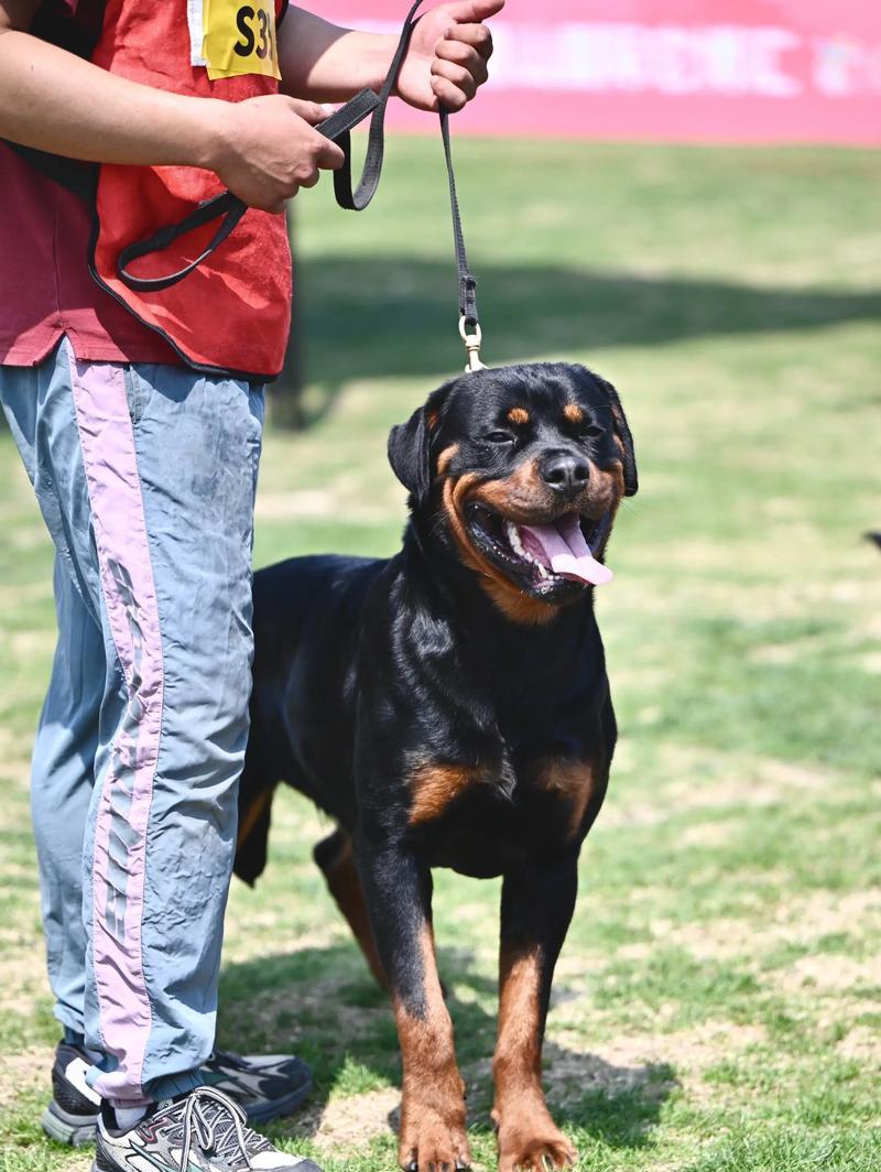 四川CKU犬舍(以爱为名) 四川CKU犬舍(以爱为名)
