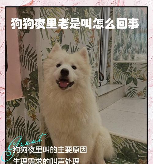 如何减少宠物打扰，改善睡眠（如何减少宠物打扰）