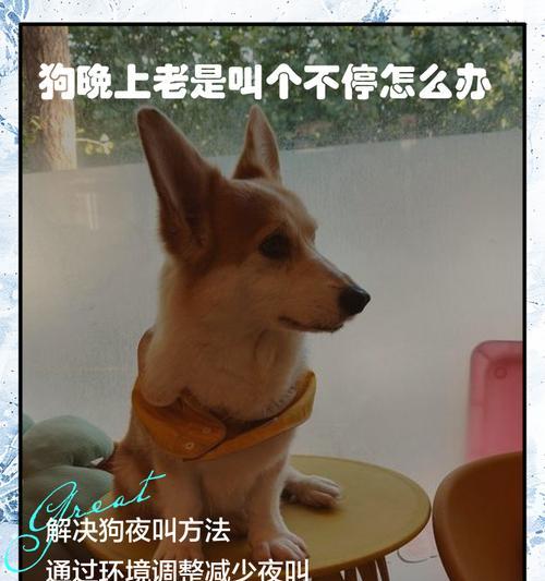 如何减少宠物打扰,改善睡眠(如何减少宠物打扰) 如何减少宠物打扰,改善睡眠(如何减少宠物打扰)