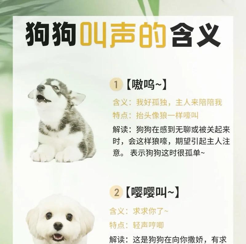 如何减少宠物打扰,改善睡眠(如何减少宠物打扰) 如何减少宠物打扰,改善睡眠(如何减少宠物打扰)