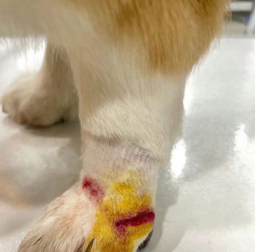 宠物狗腿上的蛆虫问题(如何预防和治疗狗狗腿上的蛆虫) 宠物狗腿上的蛆虫问题(如何预防和治疗狗狗腿上的蛆虫)