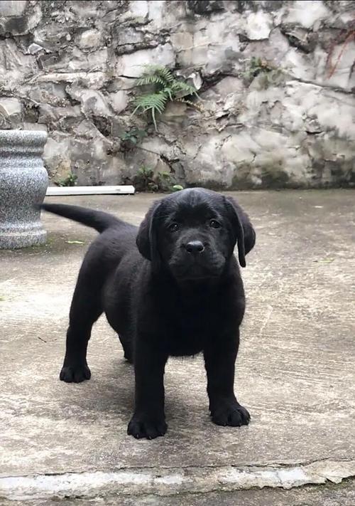 探索加拿大中型犬世界