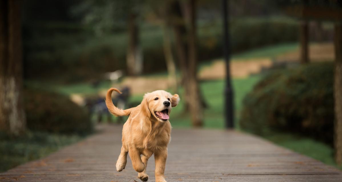 探索加拿大中型犬世界