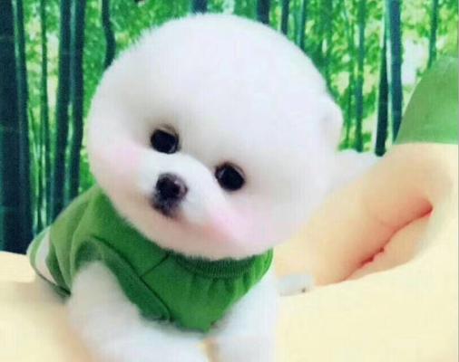 迷你茶杯犬为什么不长大? 迷你茶杯犬为什么不长大?