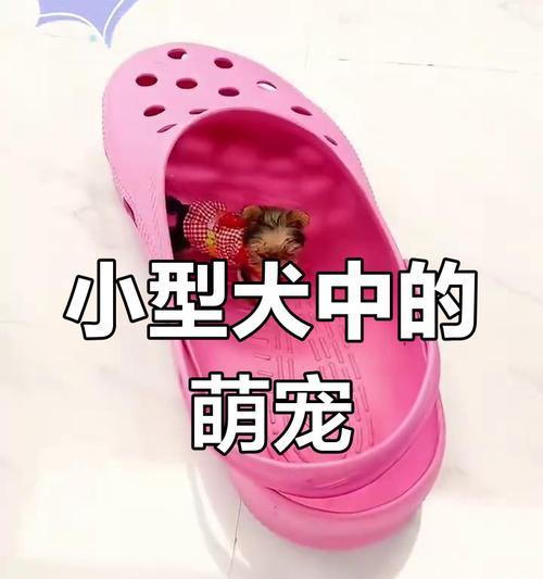 迷你茶杯犬为什么不长大? 迷你茶杯犬为什么不长大?