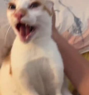 小猫早上爱咬人（宠物猫的行为习惯调教与管理）