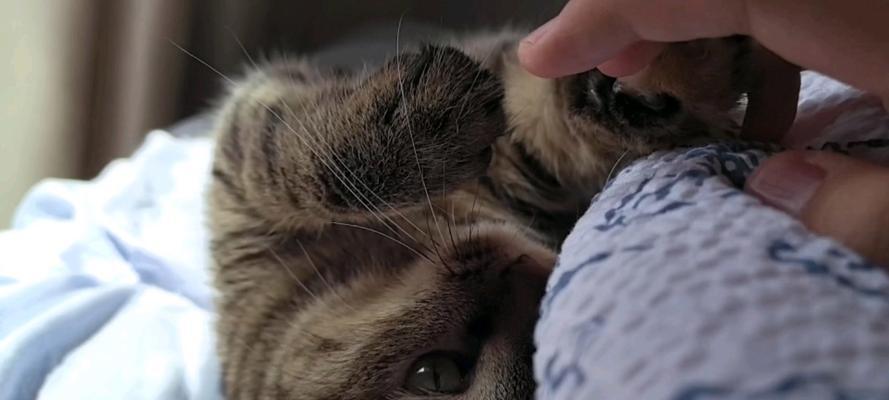 小猫早上爱咬人(宠物猫的行为习惯调教与管理) 小猫早上爱咬人(宠物猫的行为习惯调教与管理)