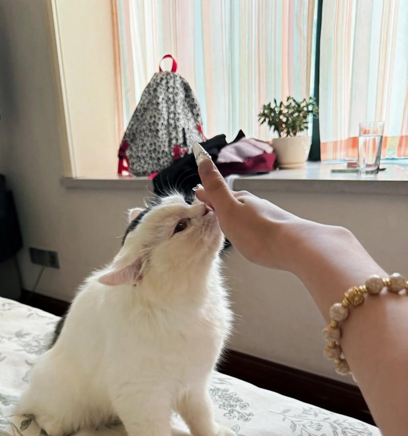 小猫早上爱咬人(宠物猫的行为习惯调教与管理) 小猫早上爱咬人(宠物猫的行为习惯调教与管理)