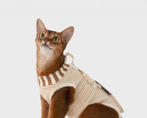 母猫如何给小猫断奶(宠物主人必知的养猫技巧) 母猫如何给小猫断奶(宠物主人必知的养猫技巧)