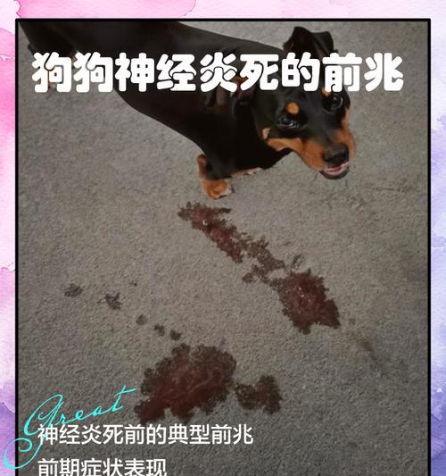 小狗犬瘟抽搐的症状、治疗和预防(宠物主人必读) 小狗犬瘟抽搐的症状、治疗和预防(宠物主人必读)