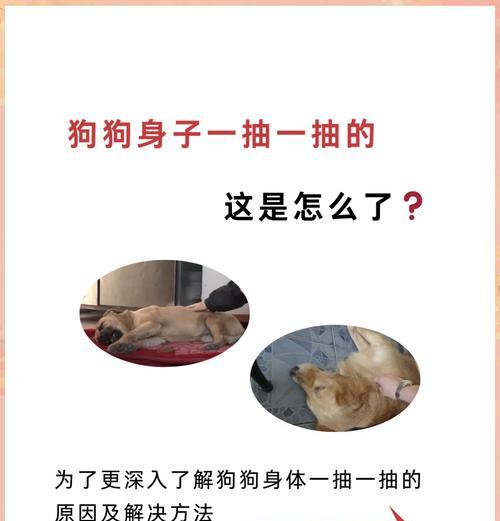 小狗犬瘟抽搐的症状、治疗和预防(宠物主人必读) 小狗犬瘟抽搐的症状、治疗和预防(宠物主人必读)