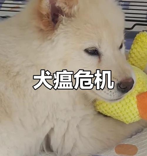 小狗犬瘟抽搐的症状、治疗和预防(宠物主人必读) 小狗犬瘟抽搐的症状、治疗和预防(宠物主人必读)